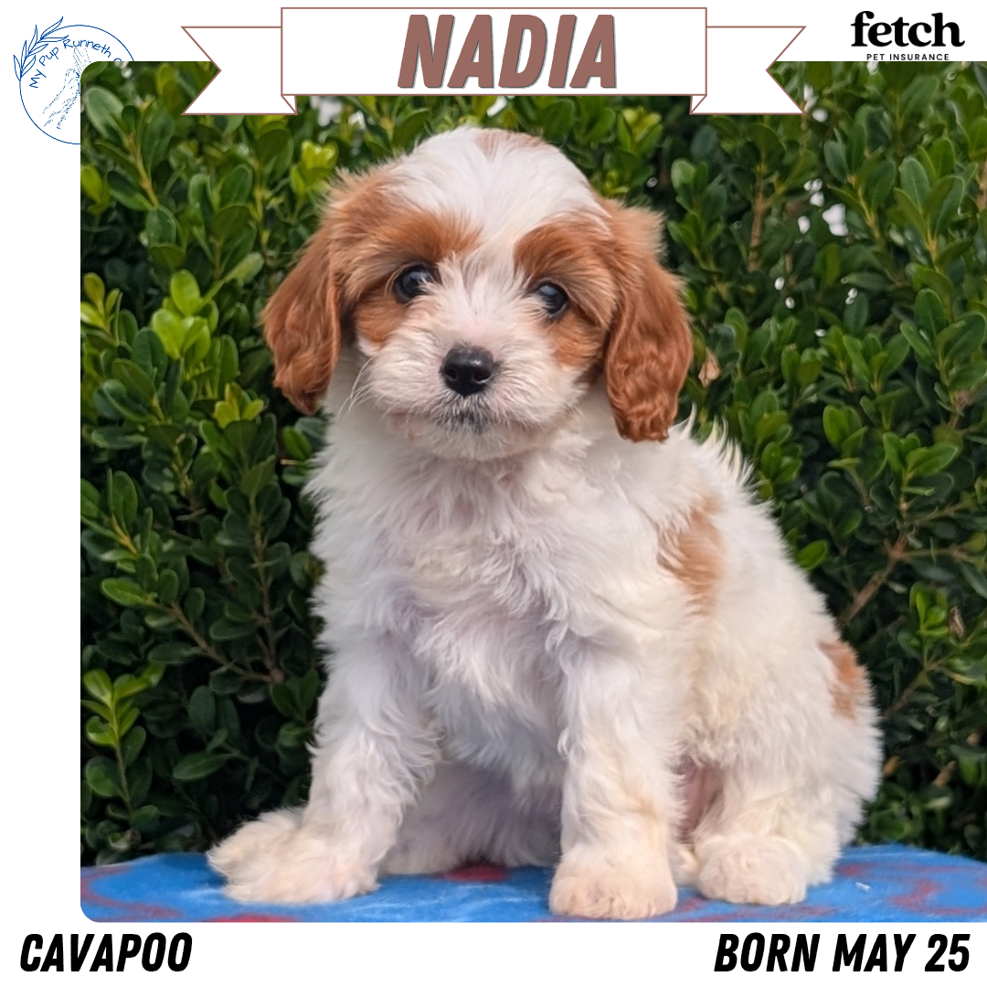 CAVAPOO (MAY 25) FEMALES