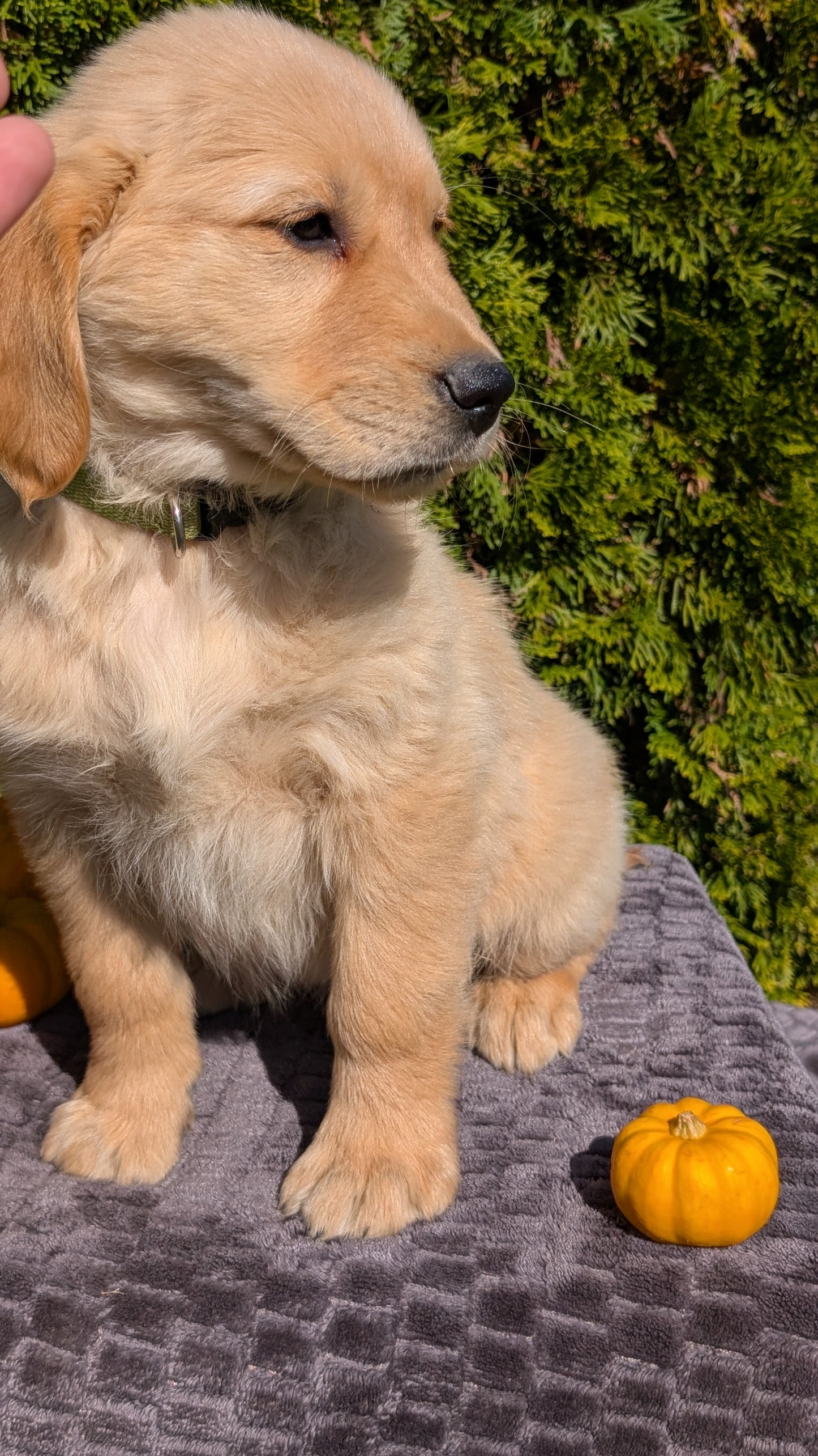 GOLDEN RETRIEVER (08/14) MALE