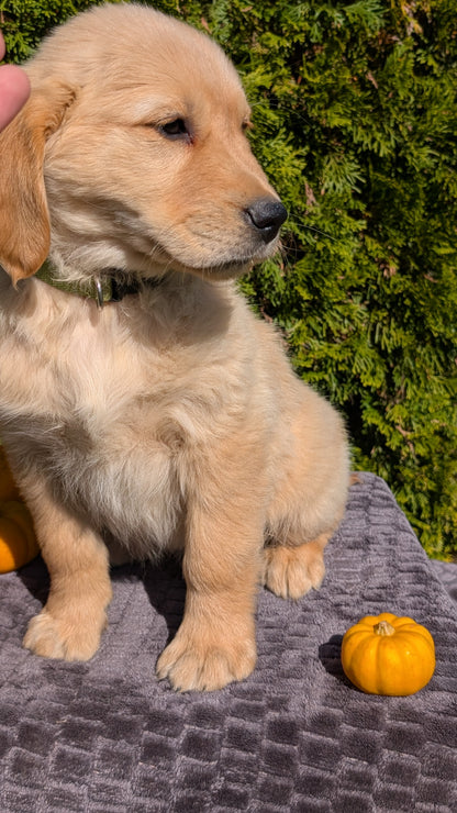 GOLDEN RETRIEVER (08/14) MALE