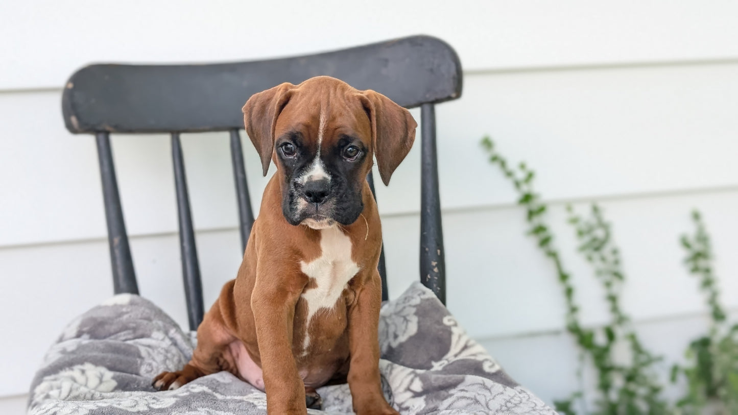 BOXER (JUN 11) MALES