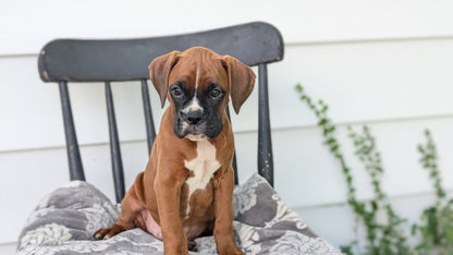 BOXER (JUN 11) MALES