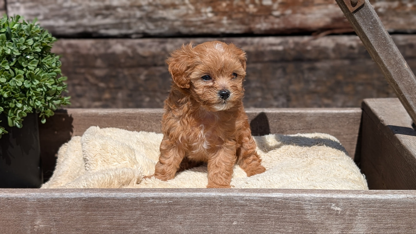 CAVAPOO (MAY 12) MALES