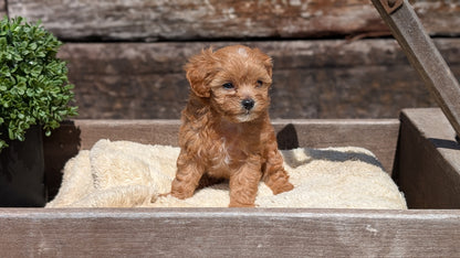 CAVAPOO (MAY 12) MALES