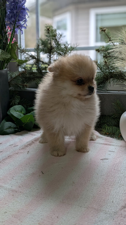 POMERANIAN (11/01) FEMALE