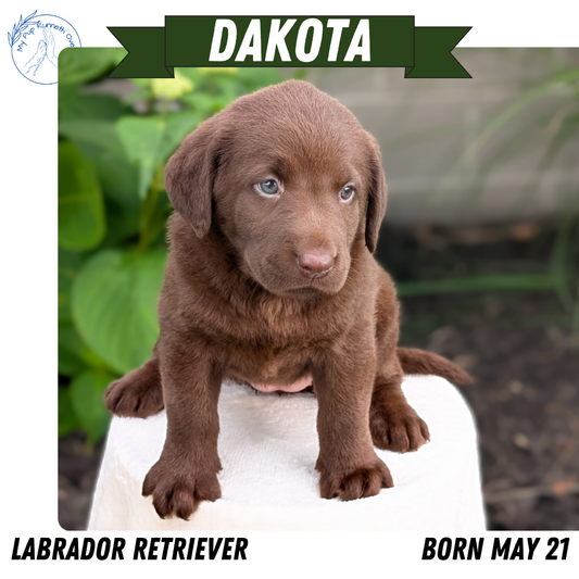 LABRADOR RETRIEVER (05/21) FEMALE