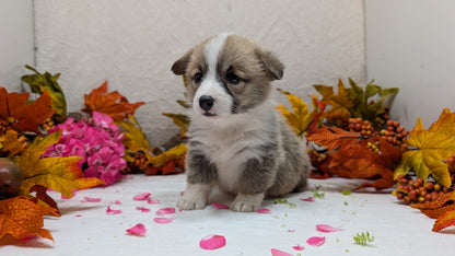 CORGI (09/17) FEMALE