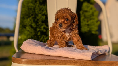 MINI POODLE (MAY 12) FEMALES
