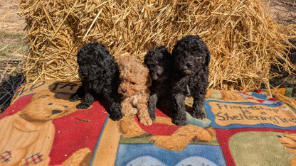 TOY POODLE (02/01) FEMALE