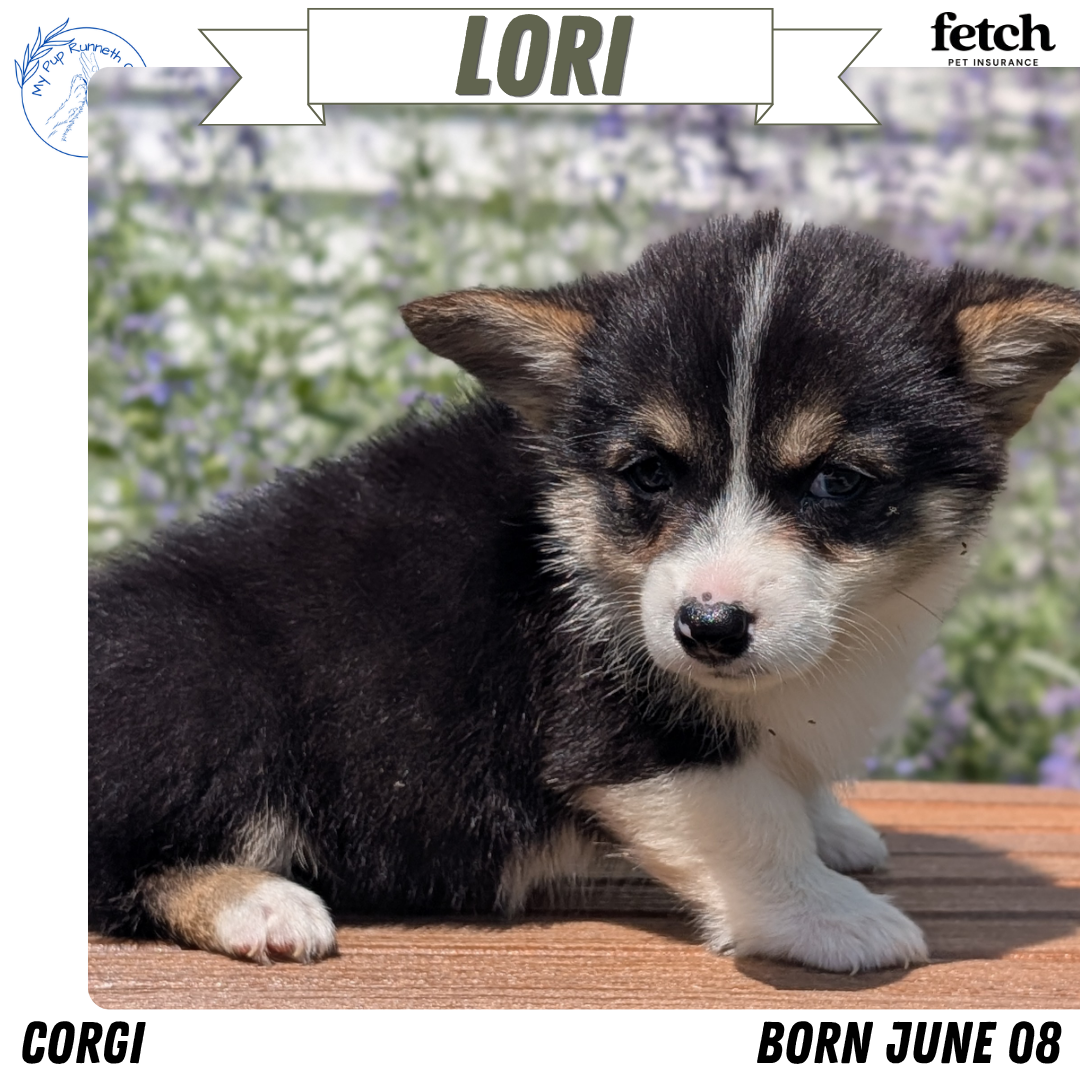 CORGI (JUN 08) FEMALES