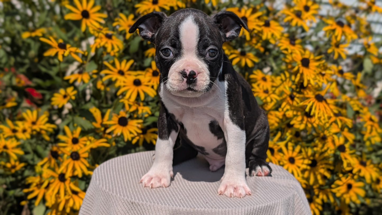 BOSTON TERRIER (JUL 11) 4 FEMALES/4 MALES