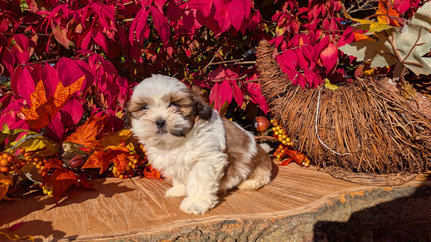 SHIH TZU (09/03) MALE