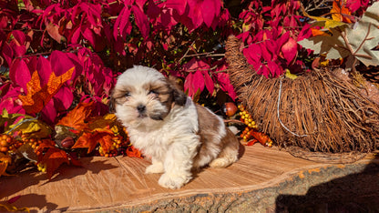 SHIH TZU (09/03) MALE