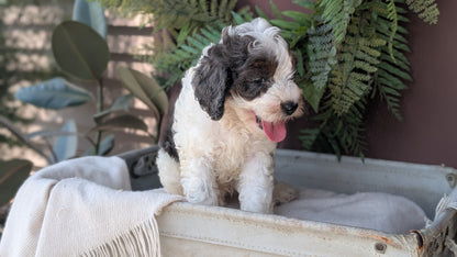 COCKAPOO (MAY 22) MALES