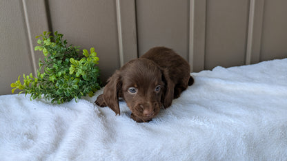 MINI DACHSHUND (02/21) MALE