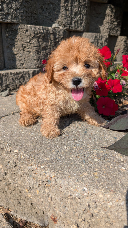 CAVAPOO (05/29) MALE
