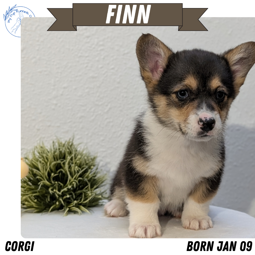 CORGI (JAN 09) MALES
