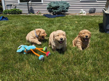 GOLDEN RETRIEVER (04/27) MALE