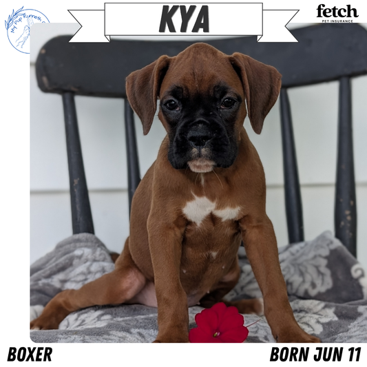 BOXER (JUN 11) FEMALES