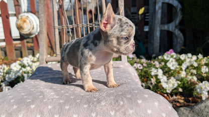 FRENCH BULLDOG (07/29) FEMALE