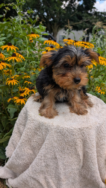 YORKSHIRE TERRIER (05/23) MALE
