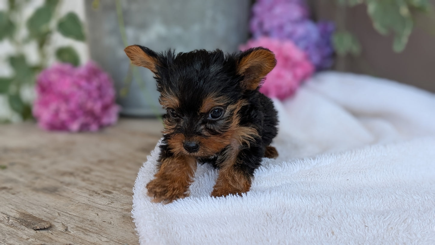 YORKSHIRE TERRIER (06/05) MALE
