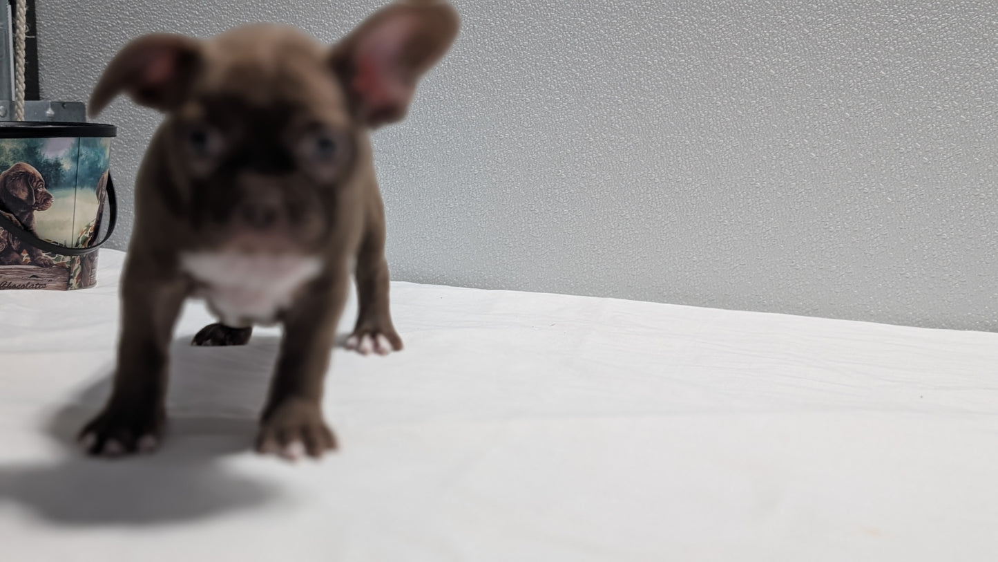 FRENCHTON (NOV 15) FEMALES