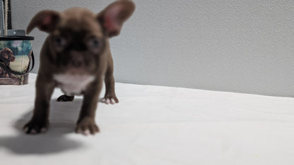 FRENCHTON (NOV 15) FEMALES