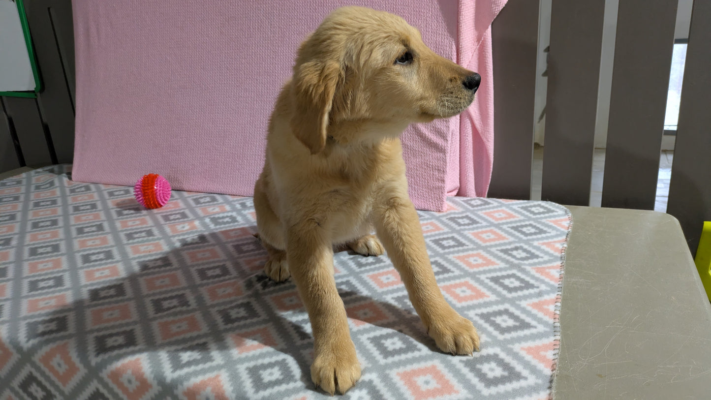 GOLDEN RETRIEVER (11/11) FEMALE