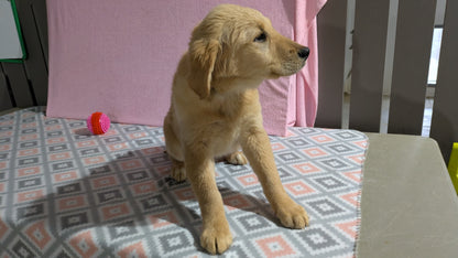 GOLDEN RETRIEVER (11/11) FEMALE