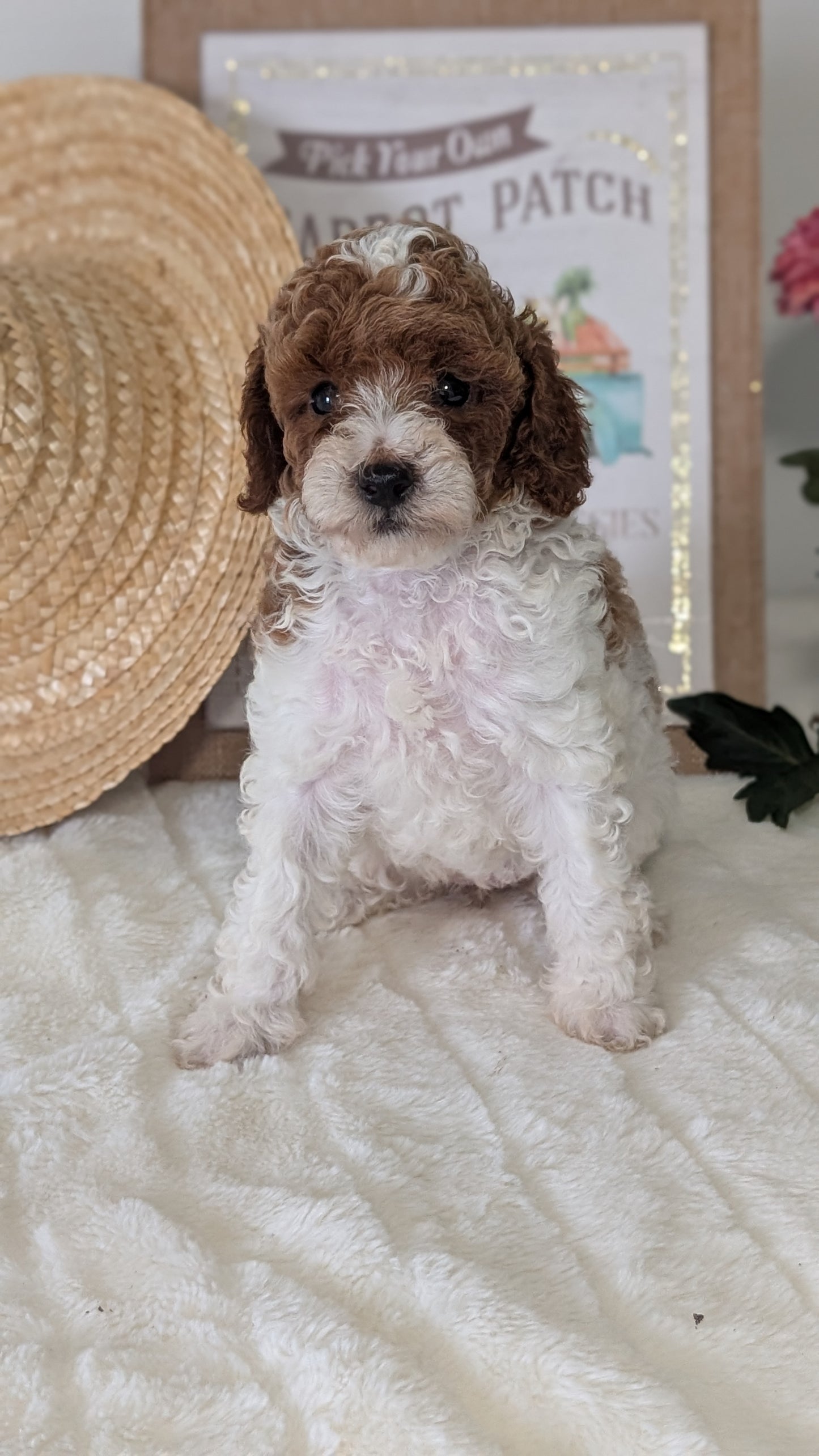 MINI POODLE (06/29) FEMALE