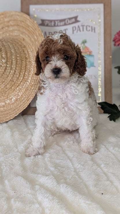 MINI POODLE (06/29) FEMALE