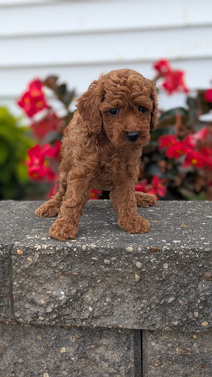 TOY POODLE (07/04) MALE