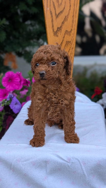 TOY POODLE (JUN 09) MALE