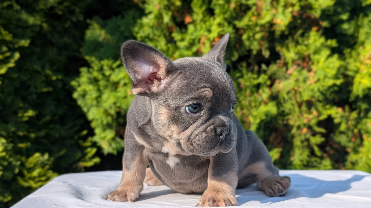 FRENCH BULLDOG (AUG 22) 3 MALES/1 FEMALE