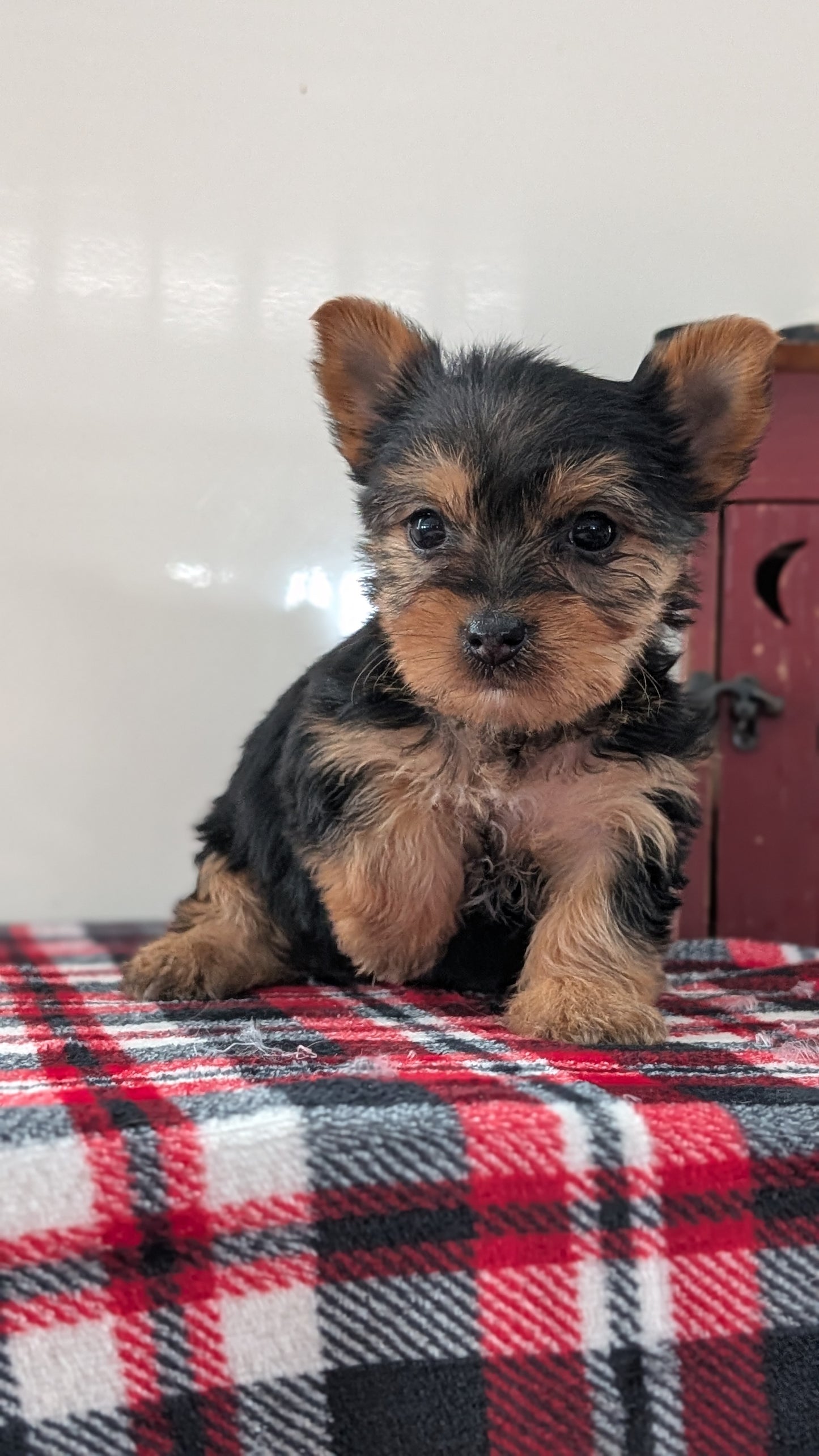 YORKSHIRE TERRIER (DEC 20) FEMALES