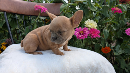 FRENCH BULLDOG (05/07) FEMALE