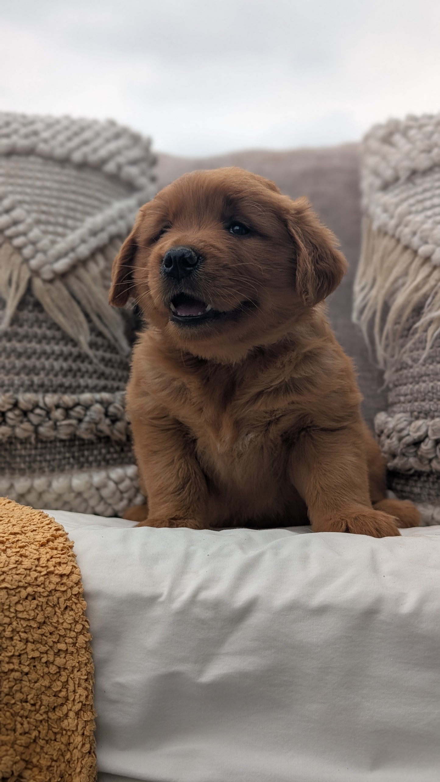 GOLDEN RETRIEVER (JUL 01) MALES