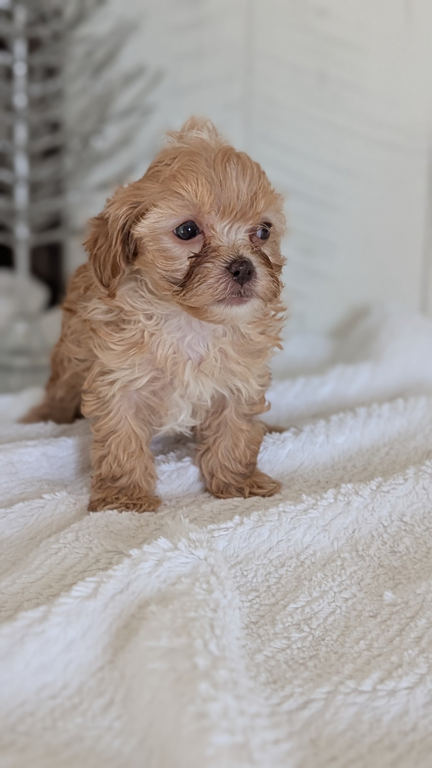 CAVAPOO (NOV 08) MALES