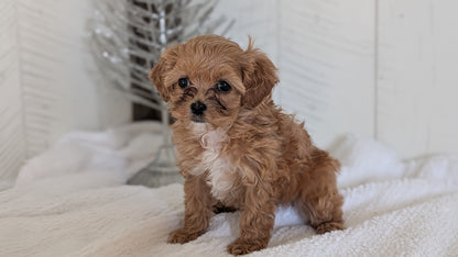 CAVAPOO (NOV 08) FEMALE