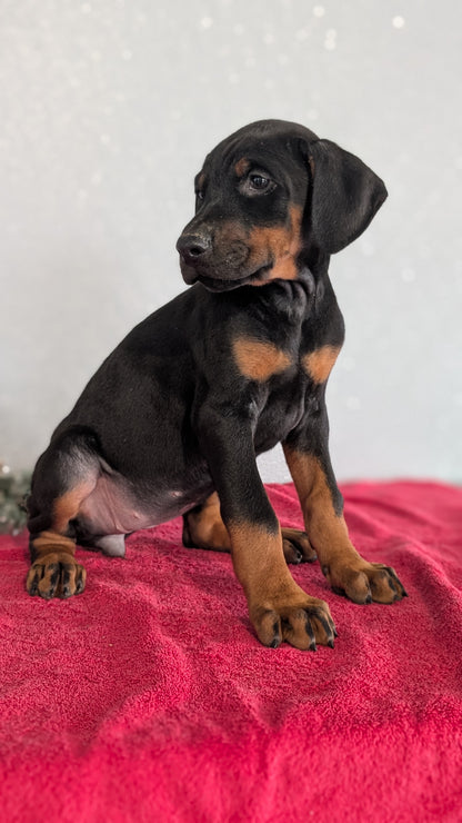 DOBERMAN PINSCHER (OCT 17) FEMALES