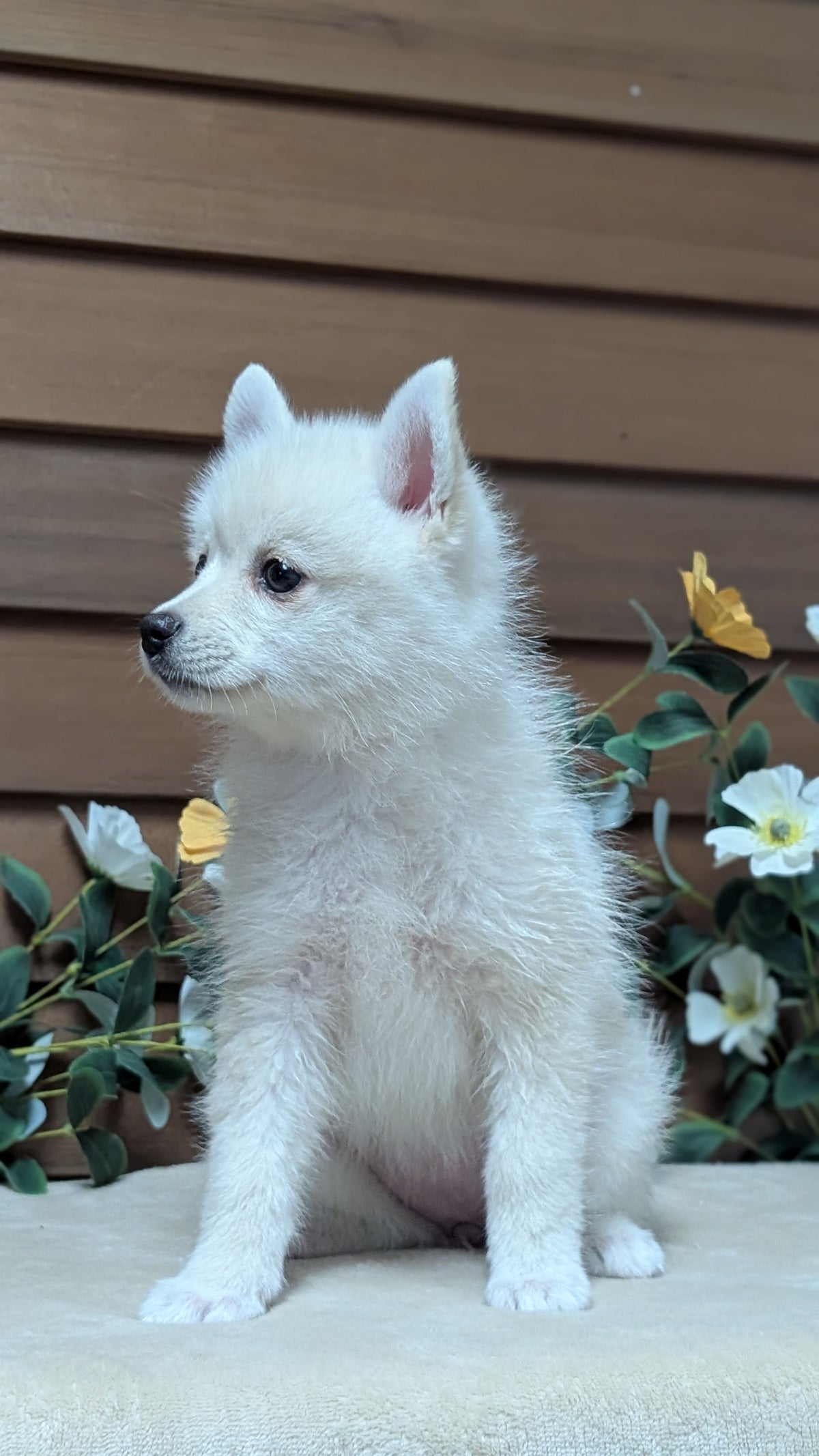 POMSKY (JUL 03) 1 MALE/3 FEMALES