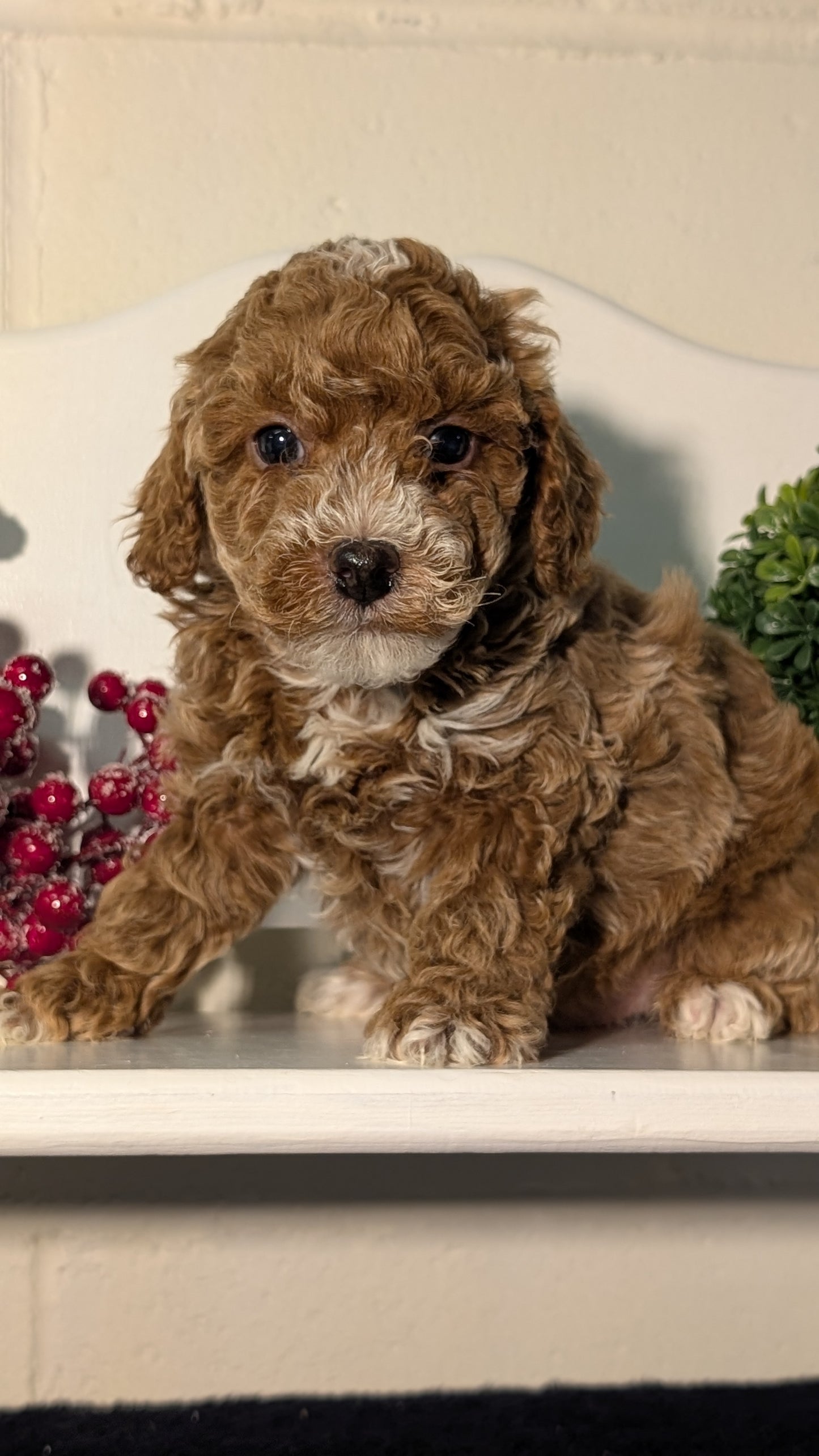MINI POODLE (NOV 18) MALES