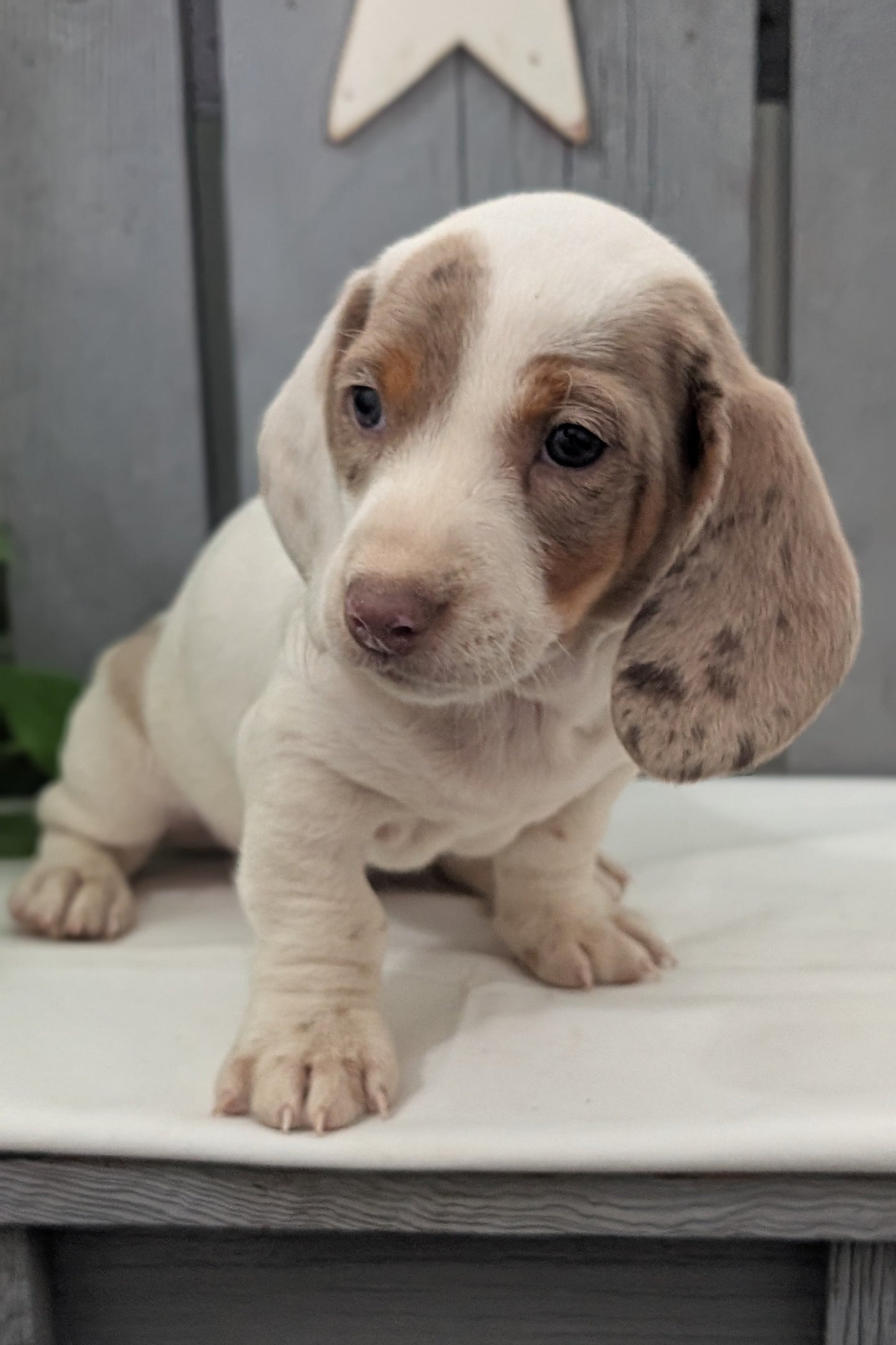MINI DACHSHUND (MAR 23) MALES