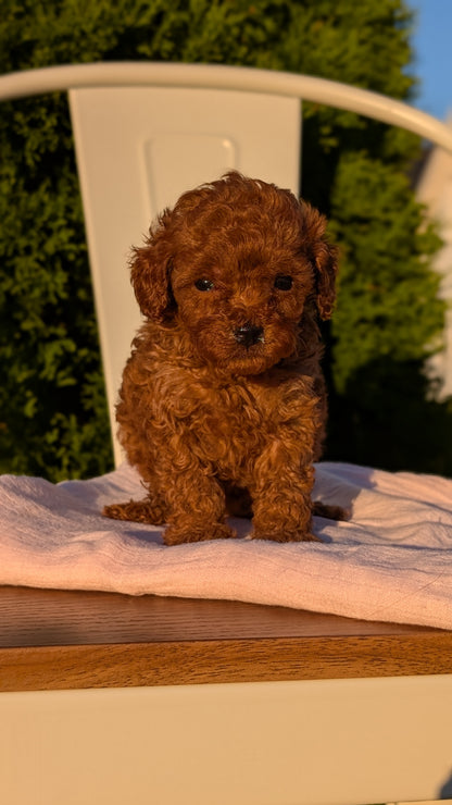 MINI POODLE (MAY 12) FEMALES