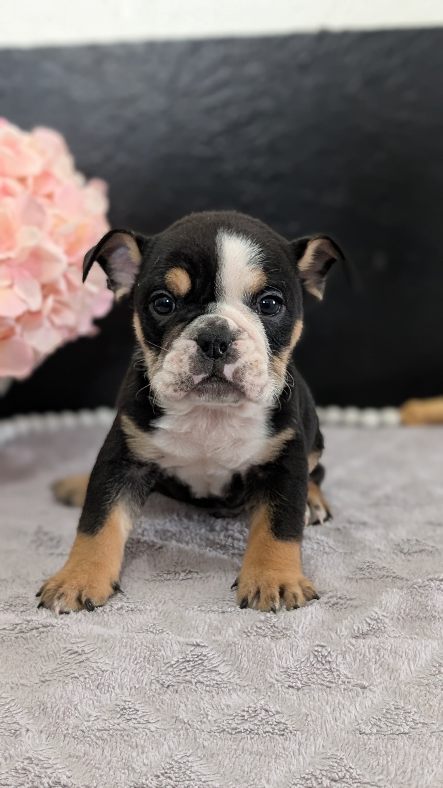 ENGLISH BULLDOG (FEB 09) MALES
