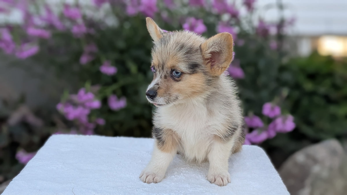 CORGI (JUN 22) FEMALE
