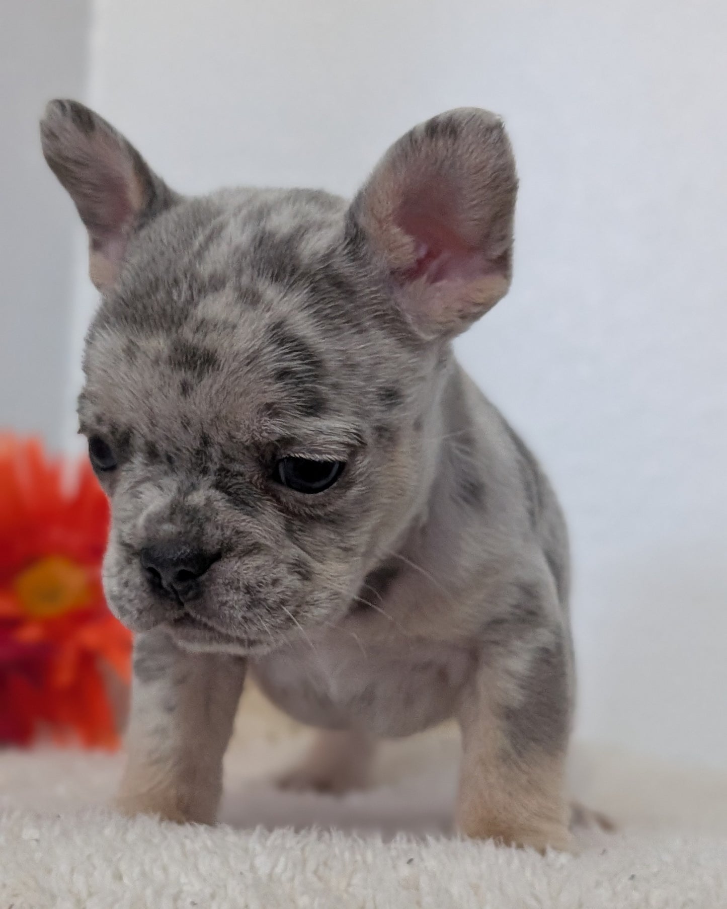FRENCH BULLDOG (FEB 21) MALES