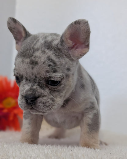 FRENCH BULLDOG (FEB 21) MALES
