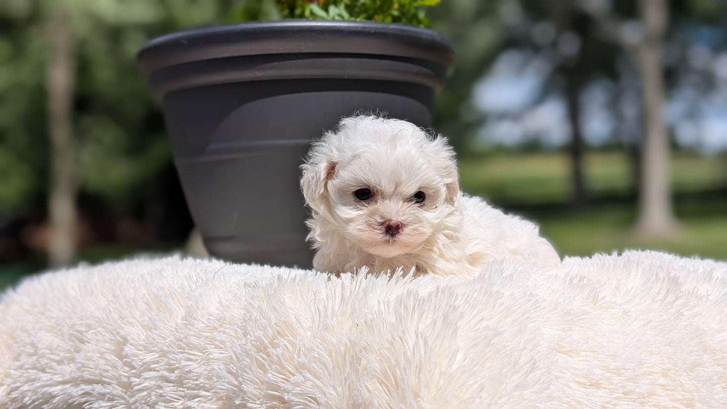 MALTESE (MAY 11) MALES
