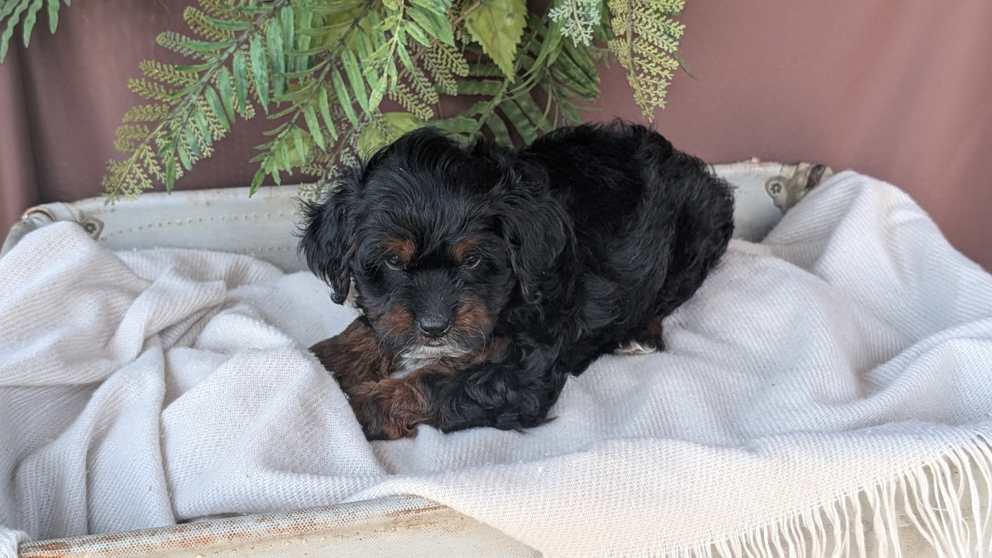 COCKAPOO (MAY 22) FEMALES